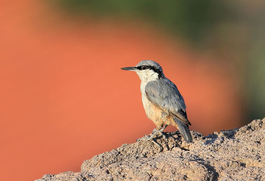 rock nuthatch, plasterer, nature, scott, bird, natura, bird rocks HD wallpaper