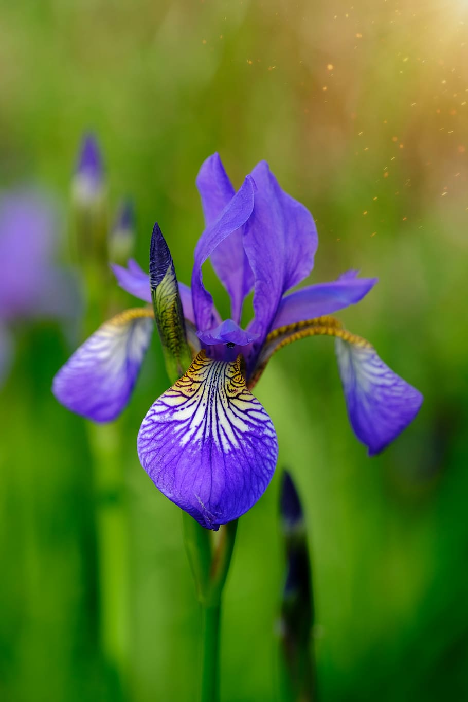 lily, iris, polle, sunbeam, light, sunlight, iridoideae, iridaceae, HD wallpaper