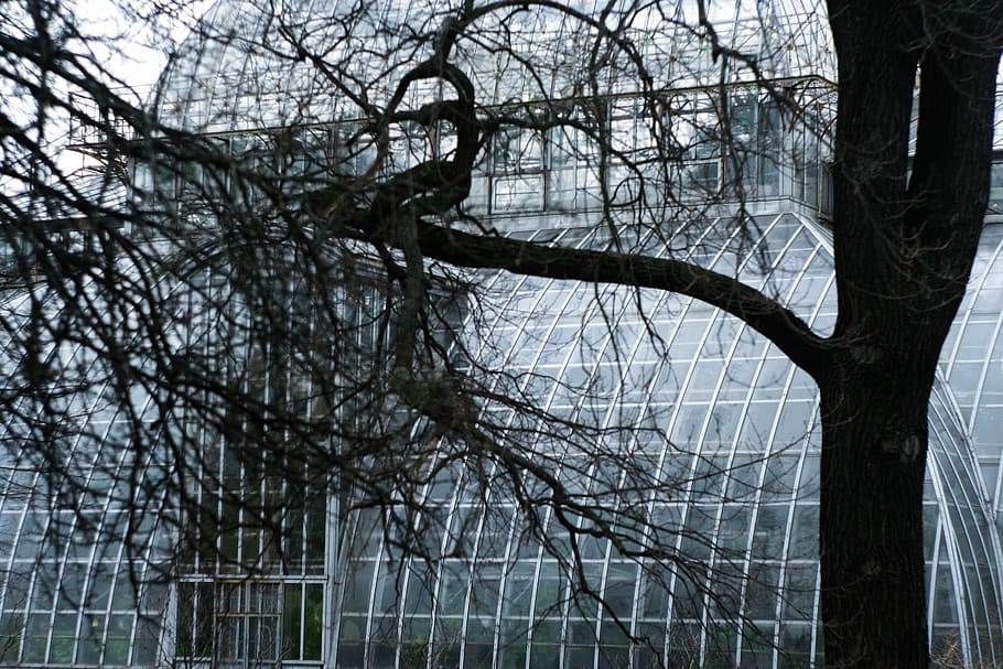 Tree, Botanical Garden, Structure, window, greenhouse, bare tree HD wallpaper