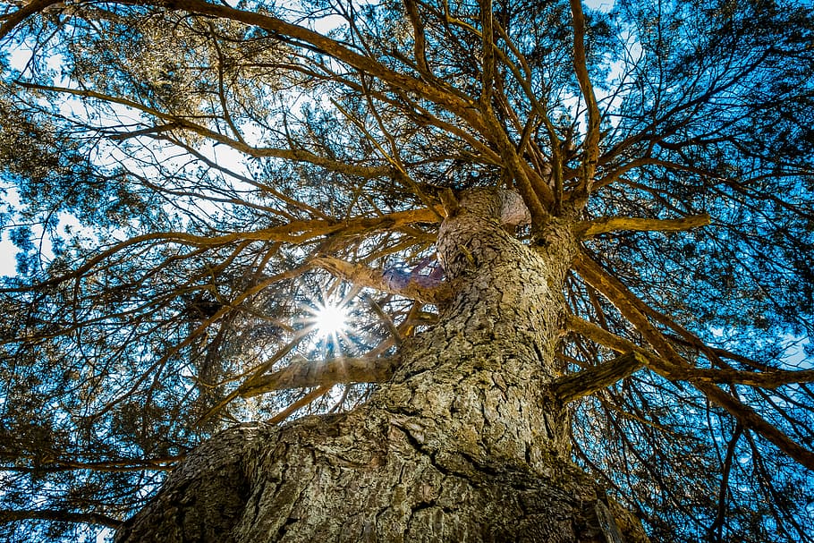 tree, sun, branch, bark, light, nature, natural, shine, foliage HD wallpaper