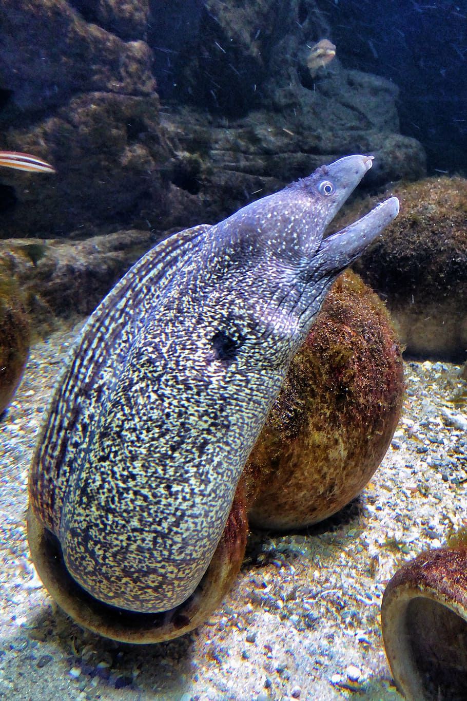 moray eel, fish, sea, nature, underwater, animal, reef, wildlife, HD wallpaper