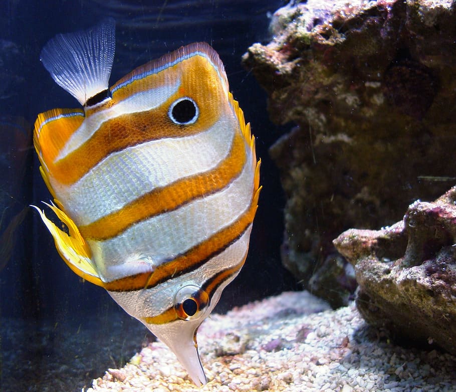 gray and orange striped fish, copperband butterflyfish, tropical, HD wallpaper