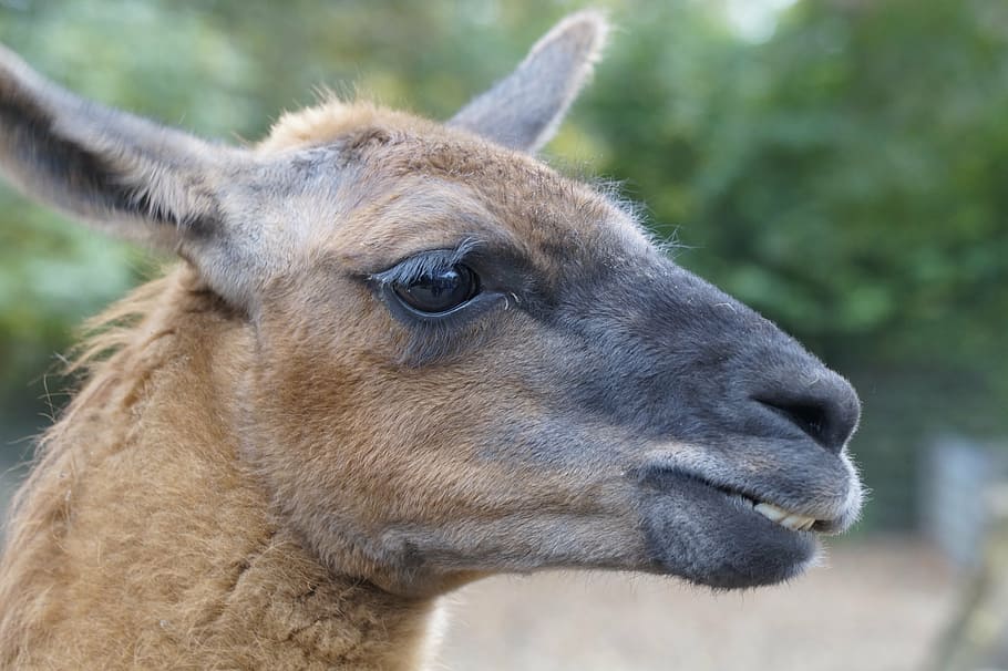 lama, head, lama head, face, portrait, attention, petting zoo HD wallpaper
