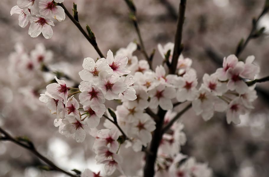 Cherry Blossom, Sakura, Spring, Wood, flower tree, plants, nature HD wallpaper
