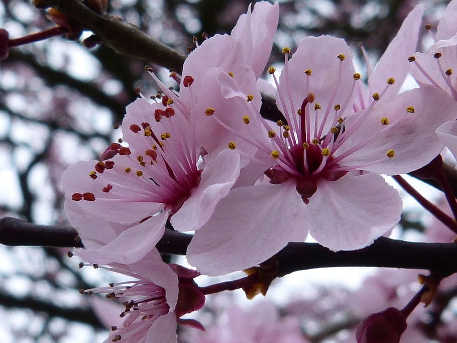 Blossom, Bloom, Tree, Spring, Plant, nature, flower, fragility HD wallpaper