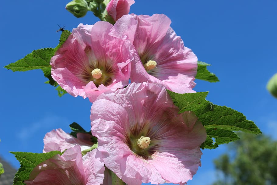 photography of pink petaled flower, stock rose, flowers, stock rose garden