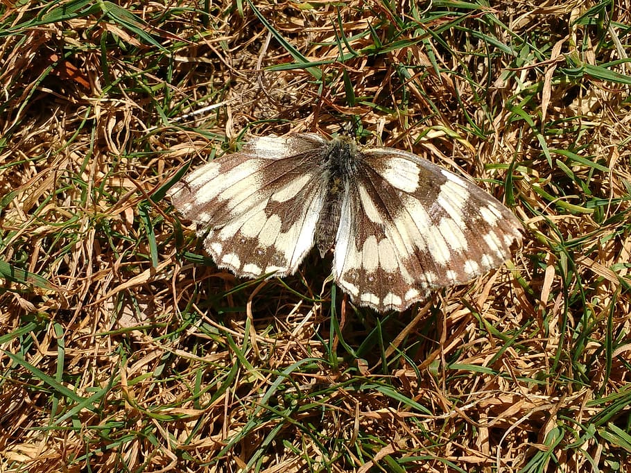 butterfly, marbled, white, black, insect, wings, plant, land HD wallpaper