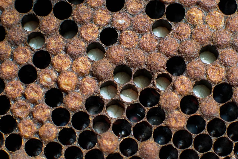bees, nature, beekeeping, full frame, backgrounds, close-up HD wallpaper
