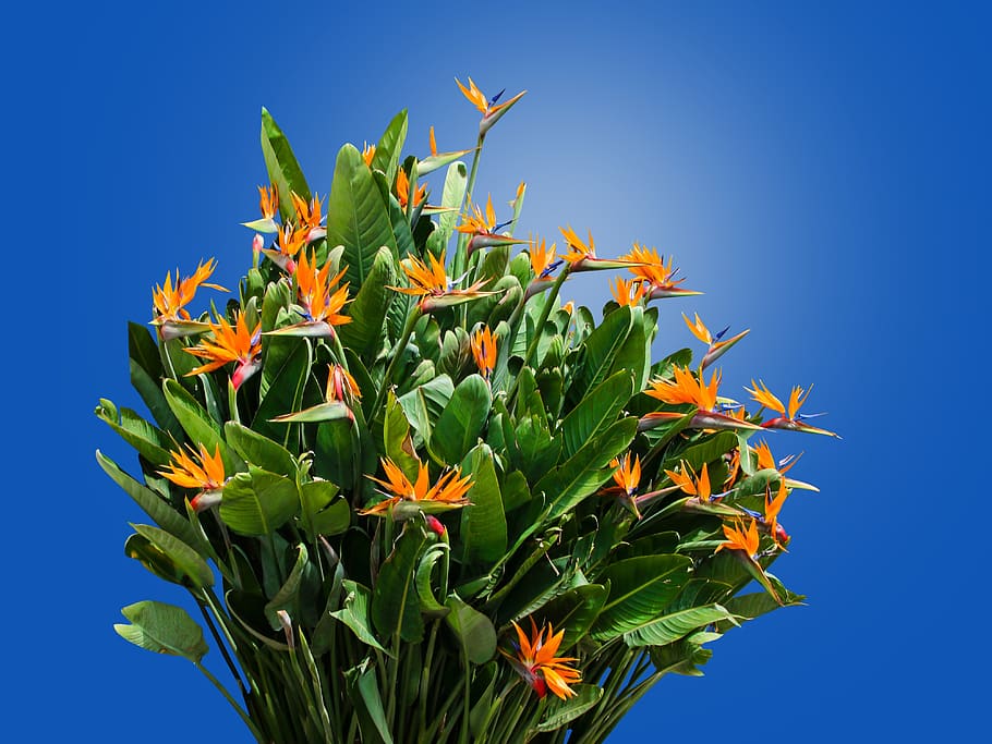 caudata, strelitzia, bird of paradise flower, strelitzia orchids, HD wallpaper