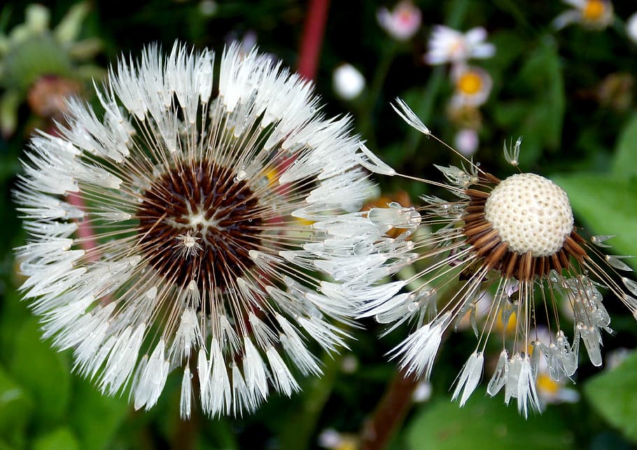 dandelion, flower, rain, wet, screen pilot, plant, flora, nature HD wallpaper