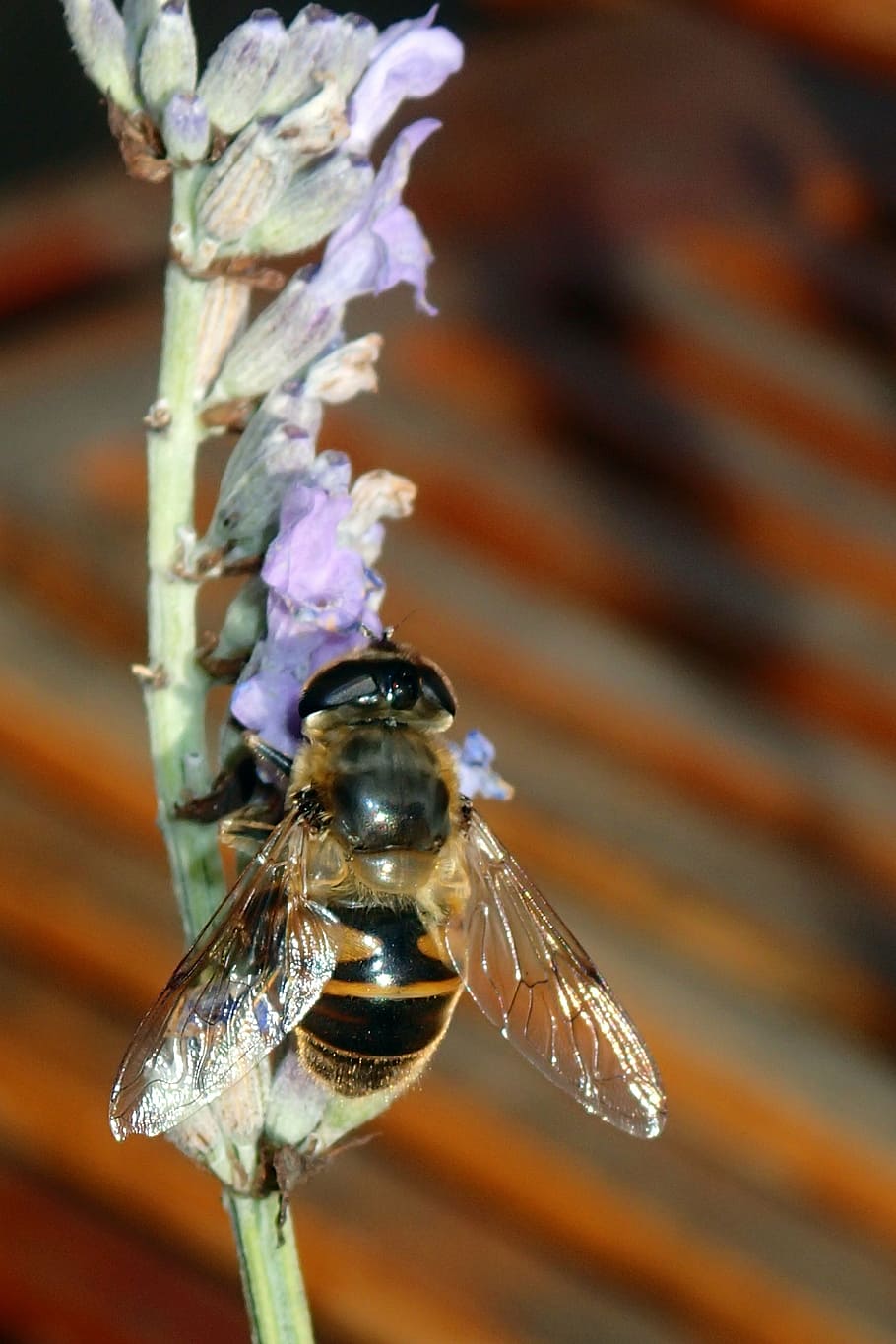 bee, lavender, wings, flower, nature, insect, purple, summer HD wallpaper