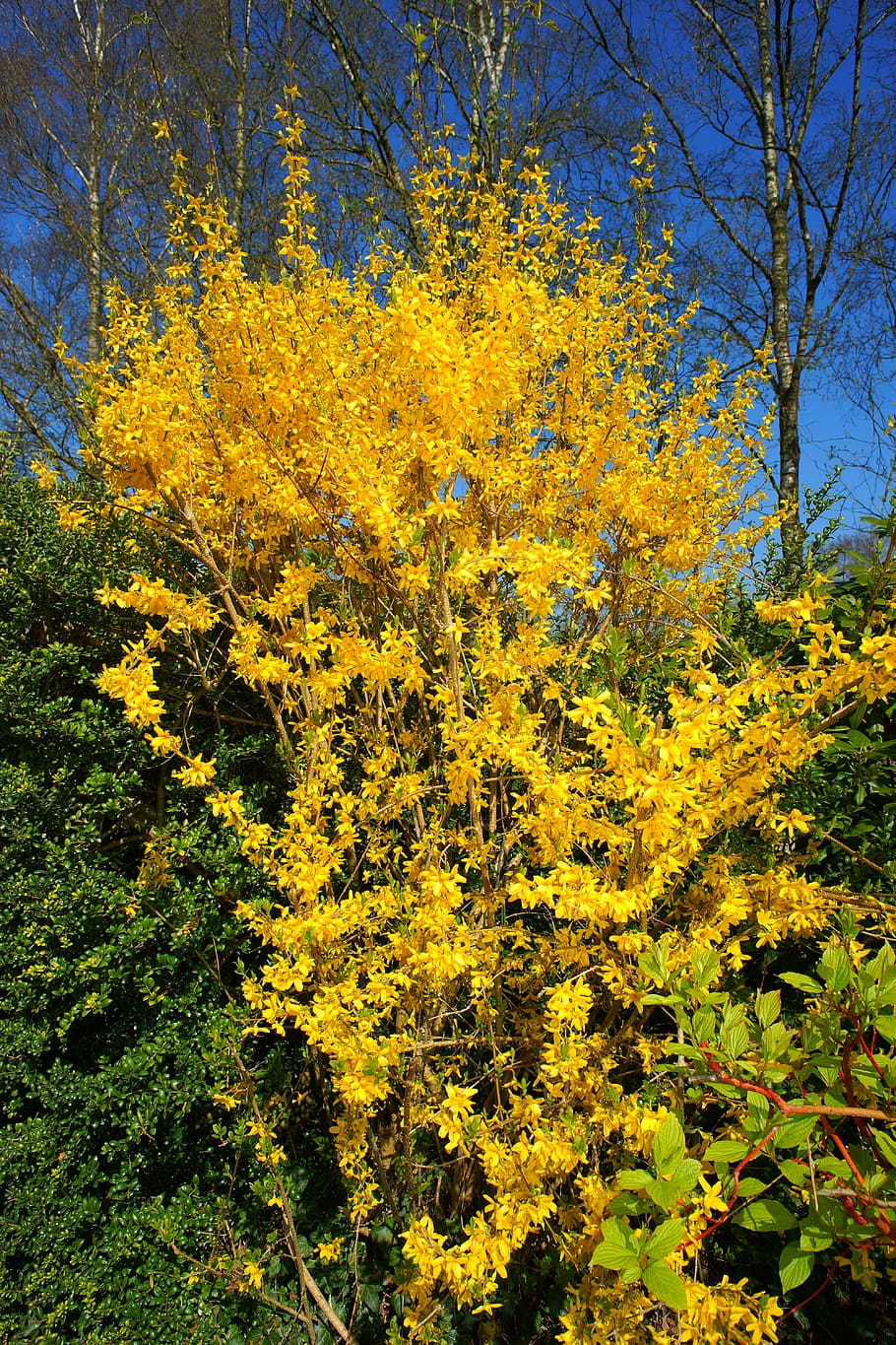 forsythia, flowers, yellow, yellow flowers, close, spring, plant, HD wallpaper