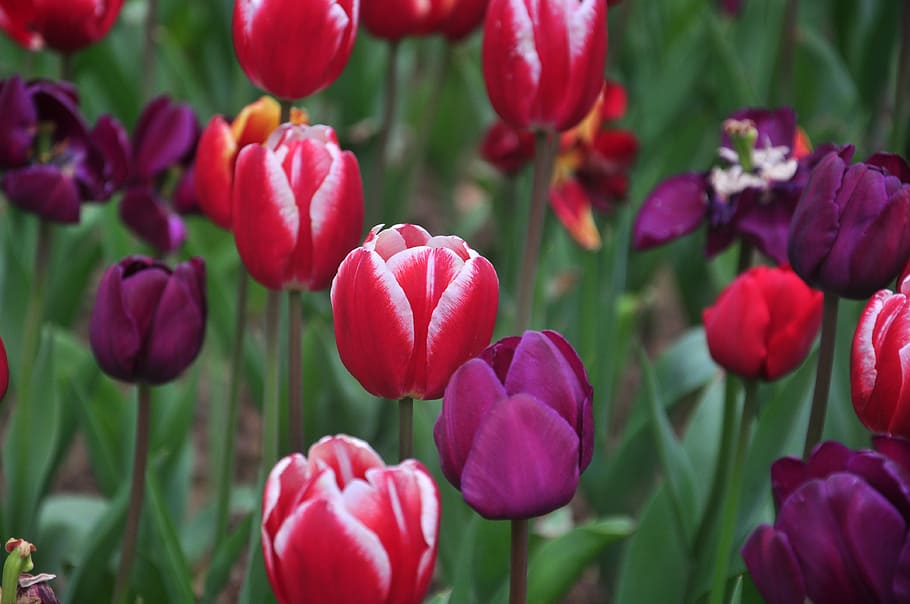 tulip, spring, flowers, flowering plant, beauty in nature, freshness HD wallpaper