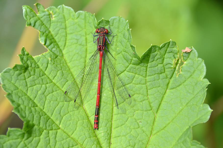 dragonfly, red, leaf, red dragonfly, wing, flight insect, wildlife photography HD wallpaper