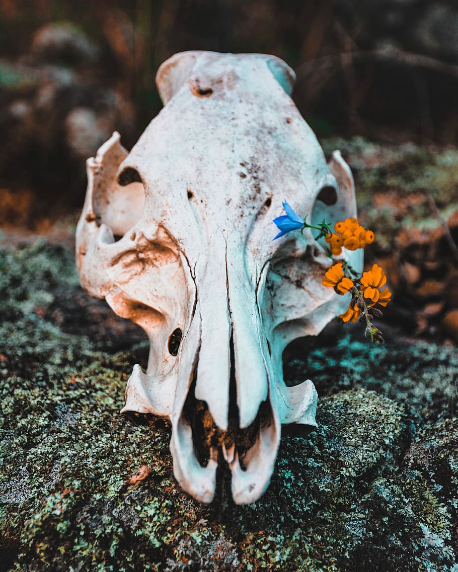 yellow flowers on animal skull on rock, shallow focus photography of white animal skull with orange flowers during daytime HD wallpaper