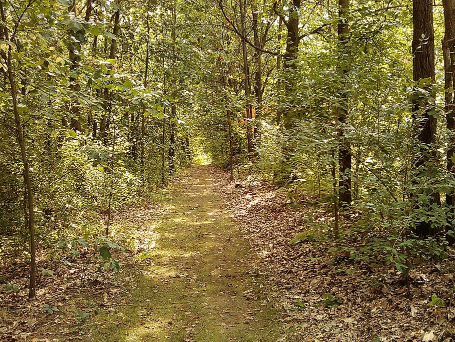 forest, walk, path, nature, trail, hiking, beautiful, light HD wallpaper