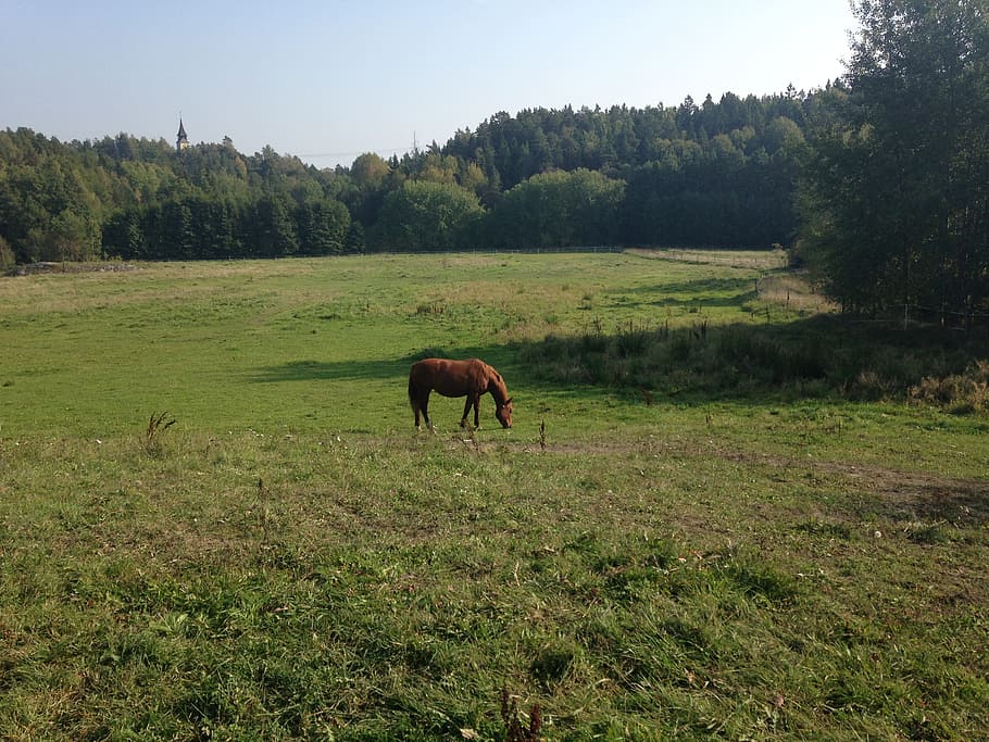 horse, bed, summer, nature, meadow, animal, grass, pasture HD wallpaper