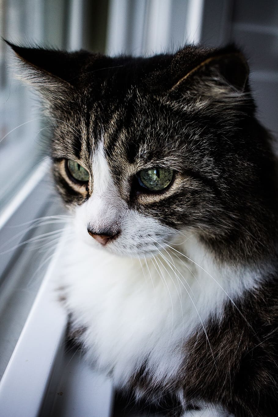 cat, window, animal, pet, fur, indoor, cute, adorable, feline HD wallpaper
