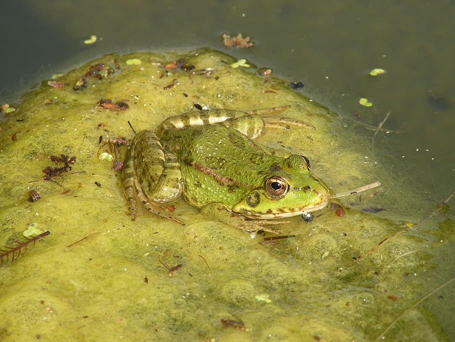 frog, toad, pond, water, amphibian, nature, animal, wildlife HD wallpaper