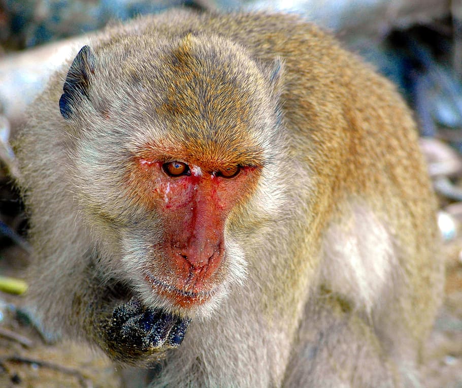 monkey, thailand, nature, primate, animal world, face, monkey portrait HD wallpaper