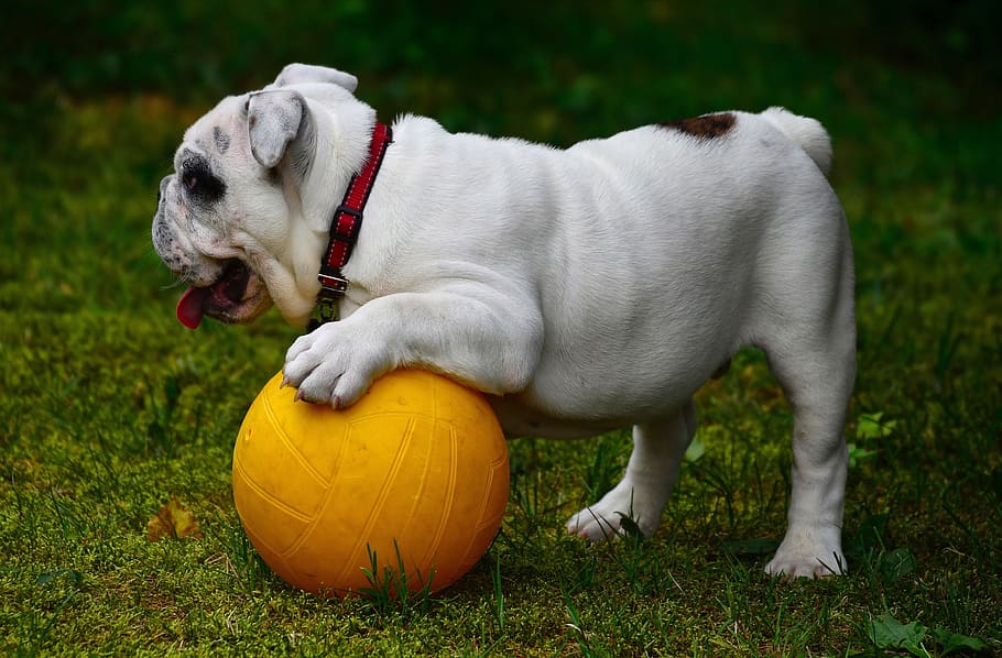 closeup photography of white short coated dog playing ball\, english bulldog, HD wallpaper
