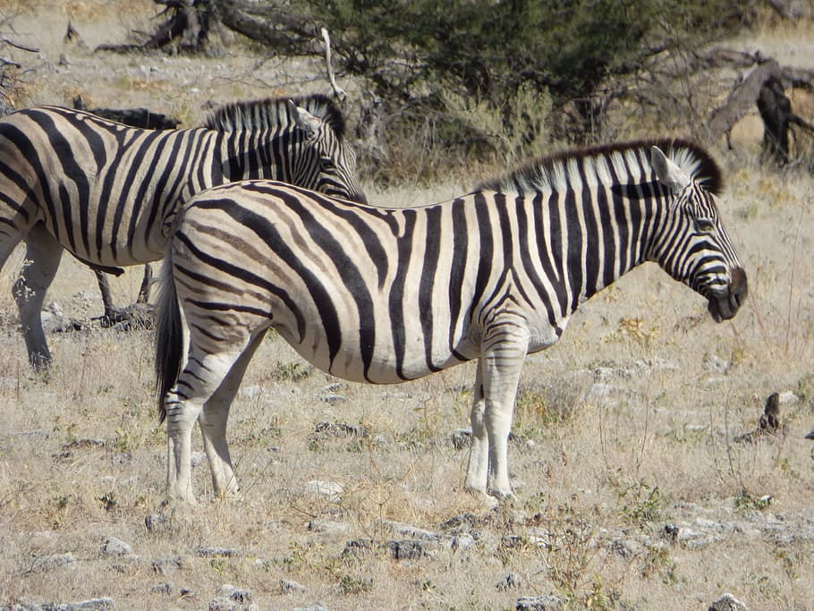 wildlife, zebras, namibia, animal, animal wildlife, animals in the wild HD wallpaper