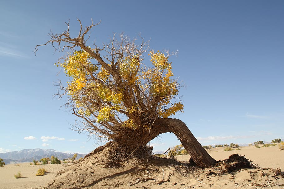 Golmud, Populus, Desert, Tree, Dry, Wood, nature, day, landscape HD wallpaper