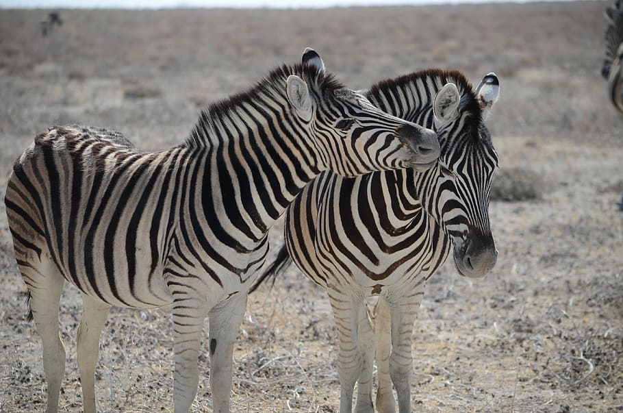 two zebra, namibia, black and white striped, safari, animal, animal world, HD wallpaper