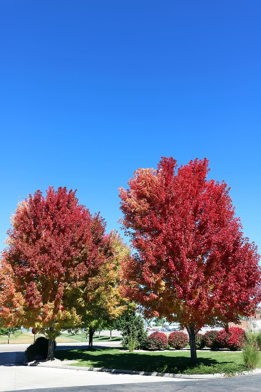 red leaves, red leaf, fall, nature, autumn, season, color, tree HD wallpaper