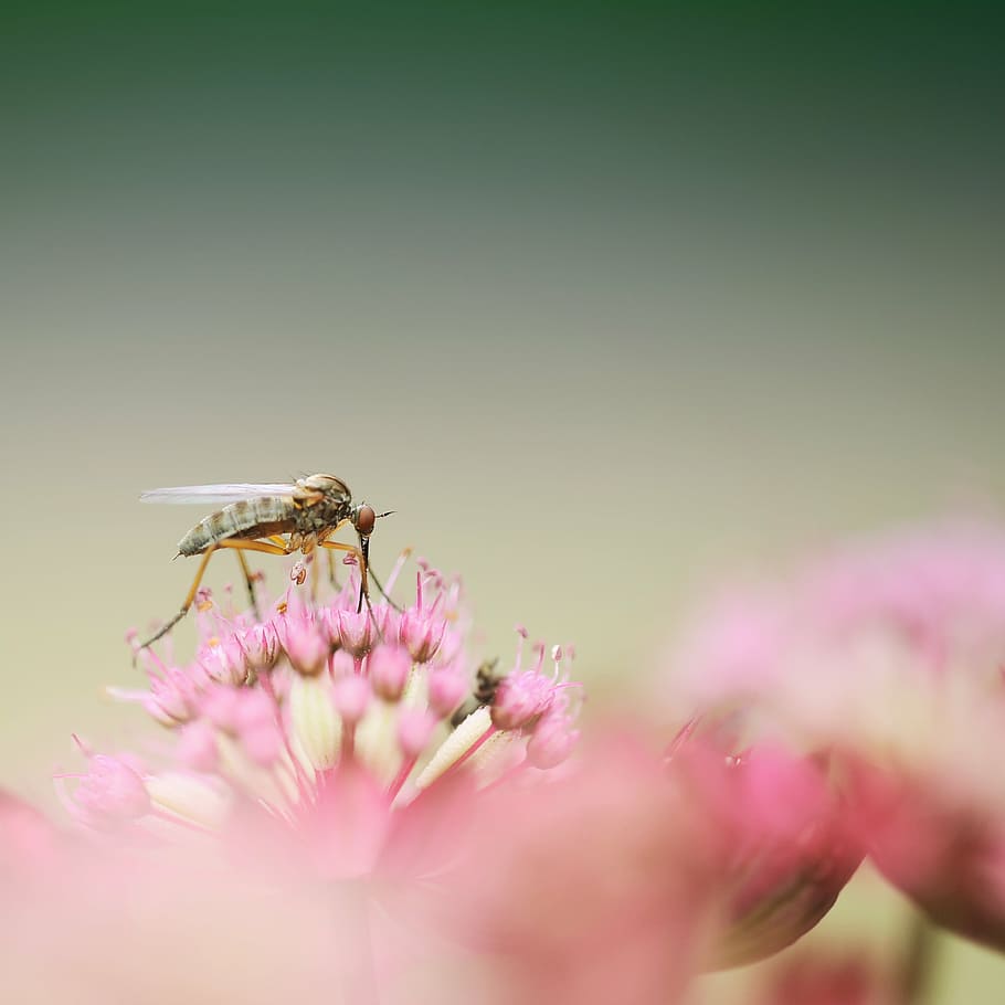 green robber fly on pink flowers, dance fly, insect, macro HD wallpaper