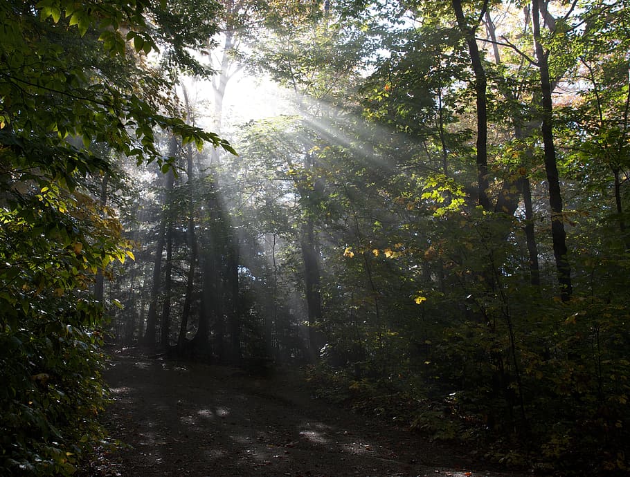 Forest, Trees, Sun, Shining, Through, foliage, rays, light HD wallpaper