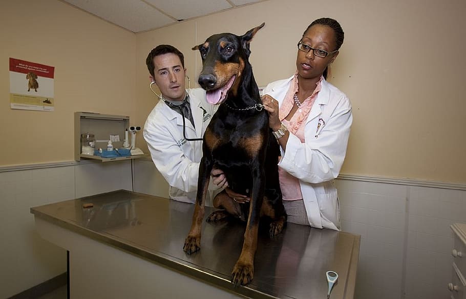 veterinarians, doberman, pinscher, dog, domestic, pet, checkup