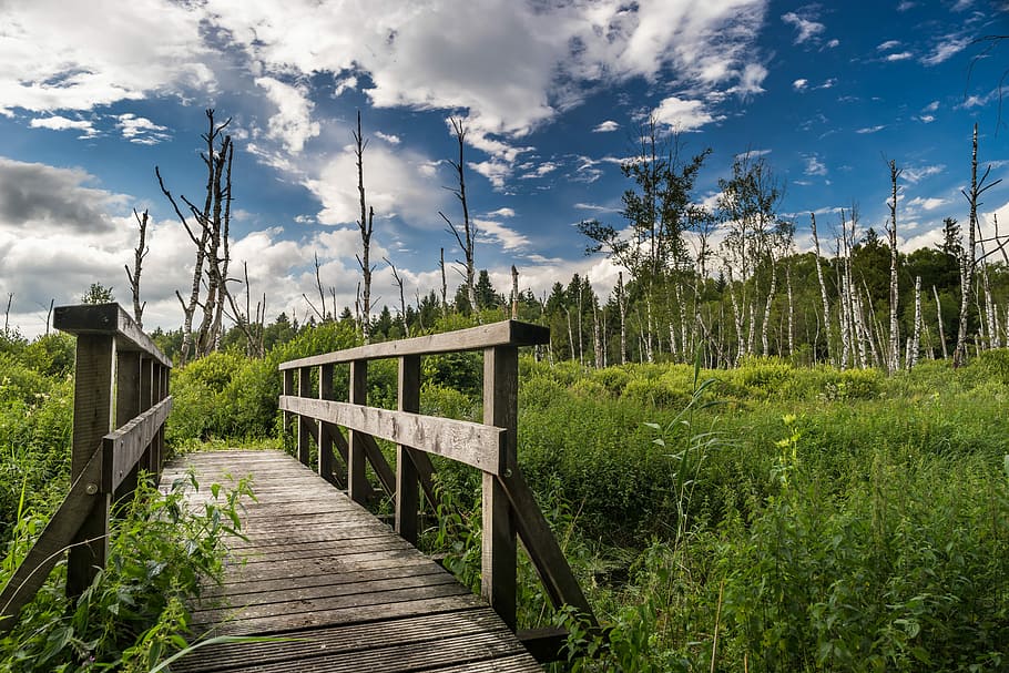 footbridge over grasses, Landscape, Nature, Trees, Forest, Bach HD wallpaper