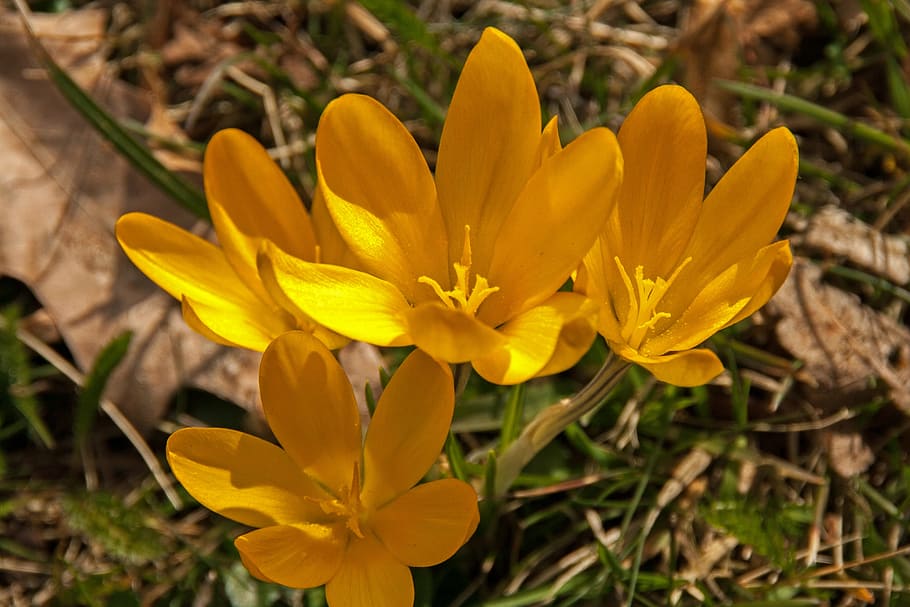 crocus, spring, easter, yellow, nature, spring flower, blossom HD wallpaper