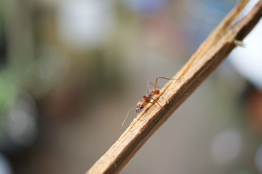 insects, area, kettle, quindio, colombia, ant, animal, nature HD wallpaper