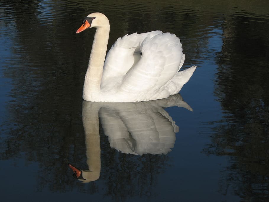 white goose on body of water, swan, bird, elegant, feather HD wallpaper