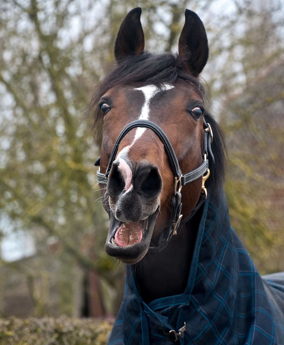 Horse, Head, neigh, look, domestic animals, one animal, brown