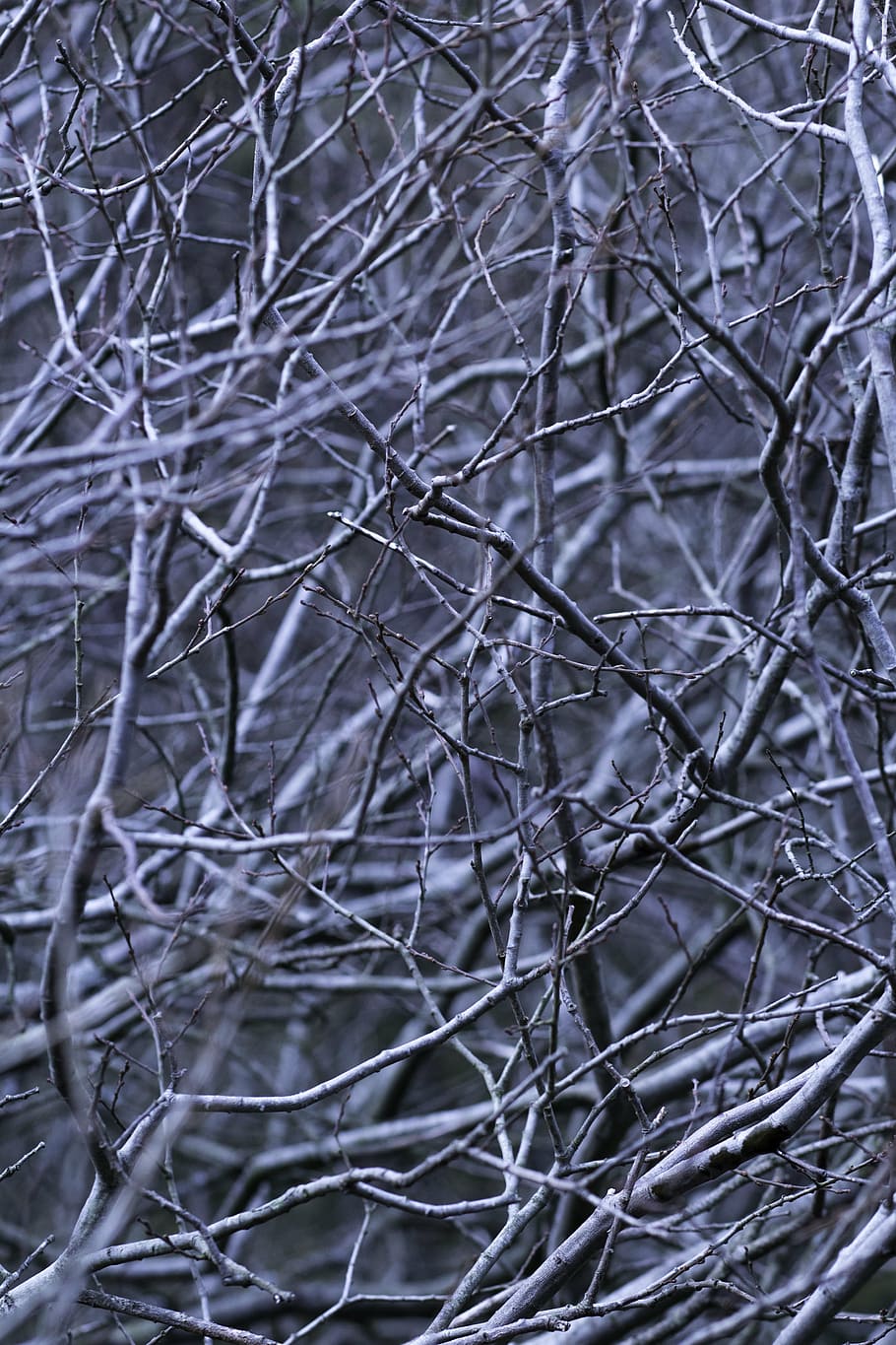 abstract, branches, forest, woods, bare tree, no people, dead plant HD wallpaper