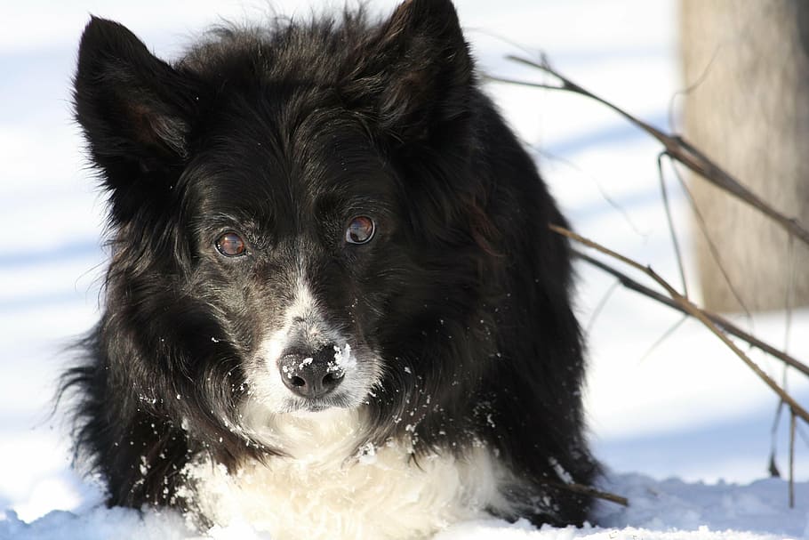 snow, dog, collie, border, dogs, animals, fauna, one animal HD wallpaper