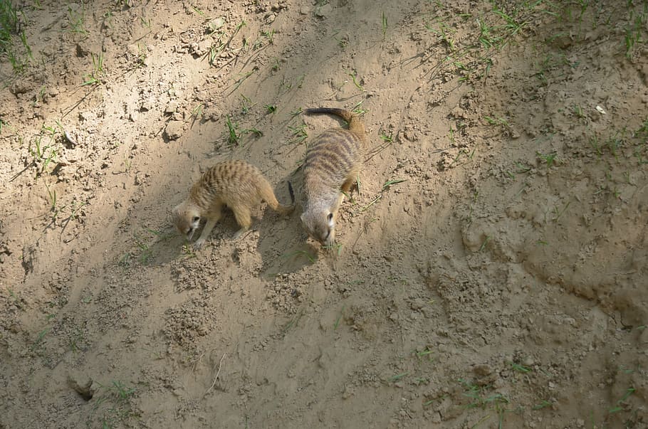 two brown lemurs on brown dirt, animal, hamster, mouse, desert HD wallpaper