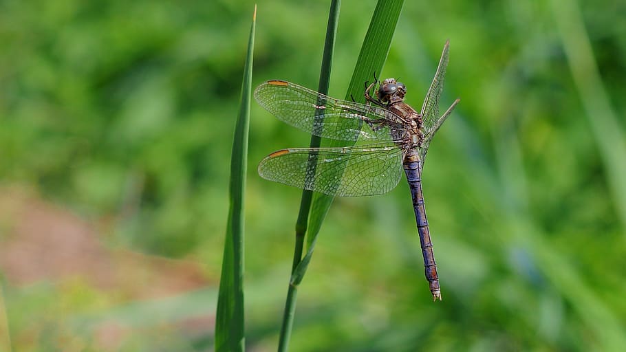 Dragonfly, Macro, Nature, Insect, one animal, animal themes HD wallpaper