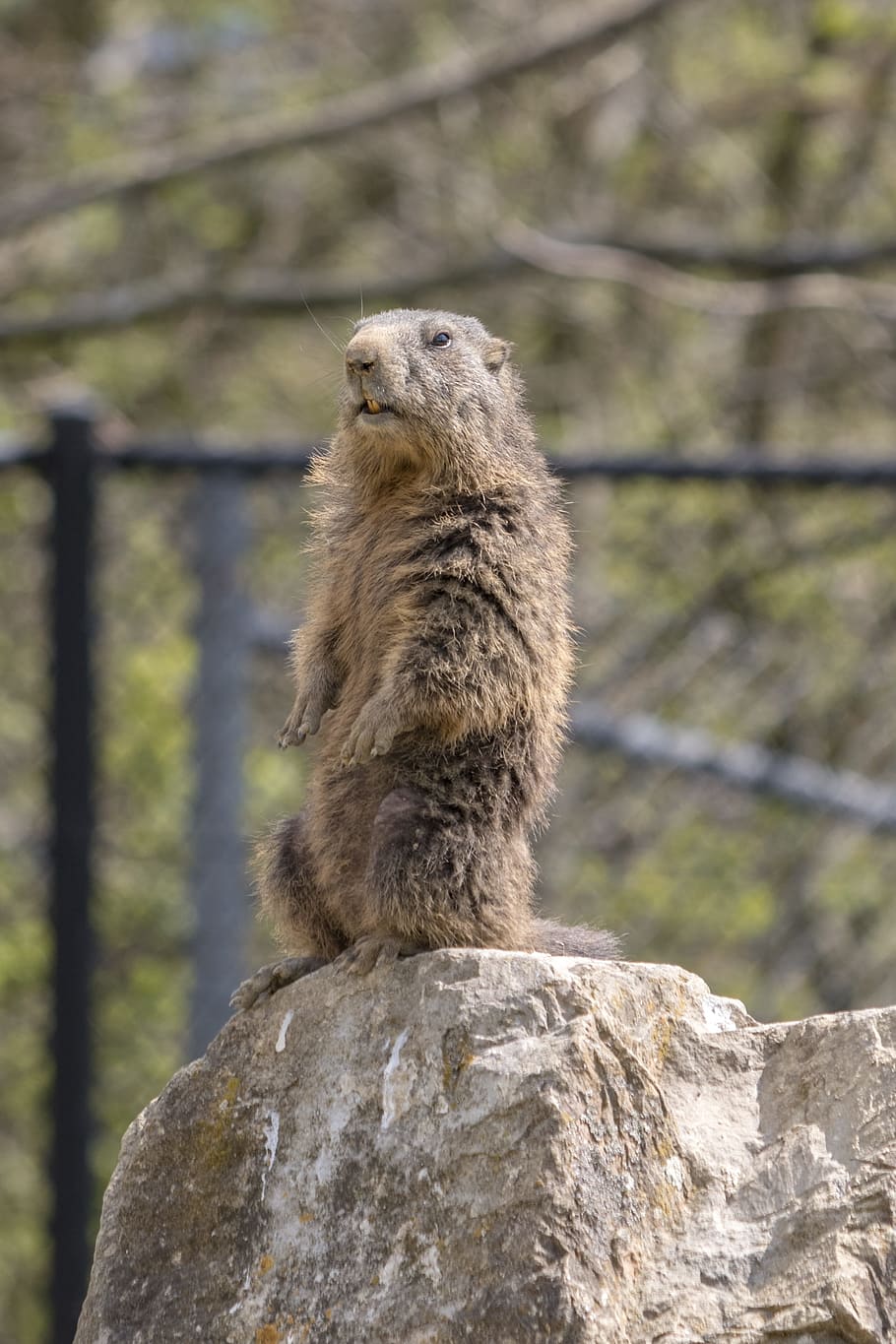 marmot, zoo, stand, keep an eye out, wildlife park, animal world, HD wallpaper