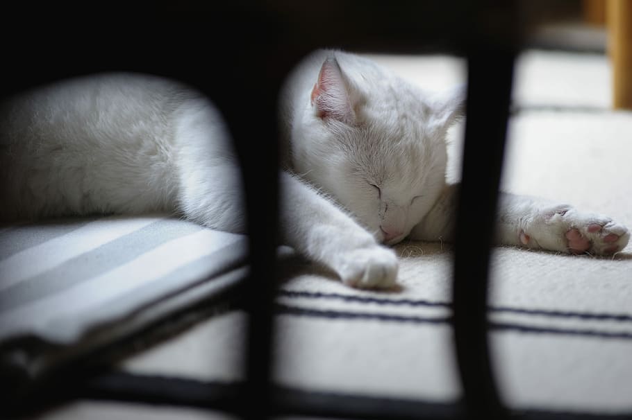 White Cat, solid white cat, sleeping, rest, pets, predators HD wallpaper