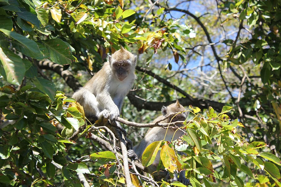 monkey, tree, nature, animal, mammal, macaque, wildlife, primate HD wallpaper
