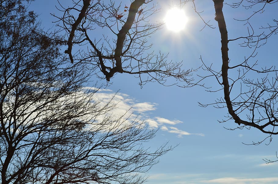 sky, sun, trees, clouds, summer, blue, nature, outdoors, bare tree HD wallpaper
