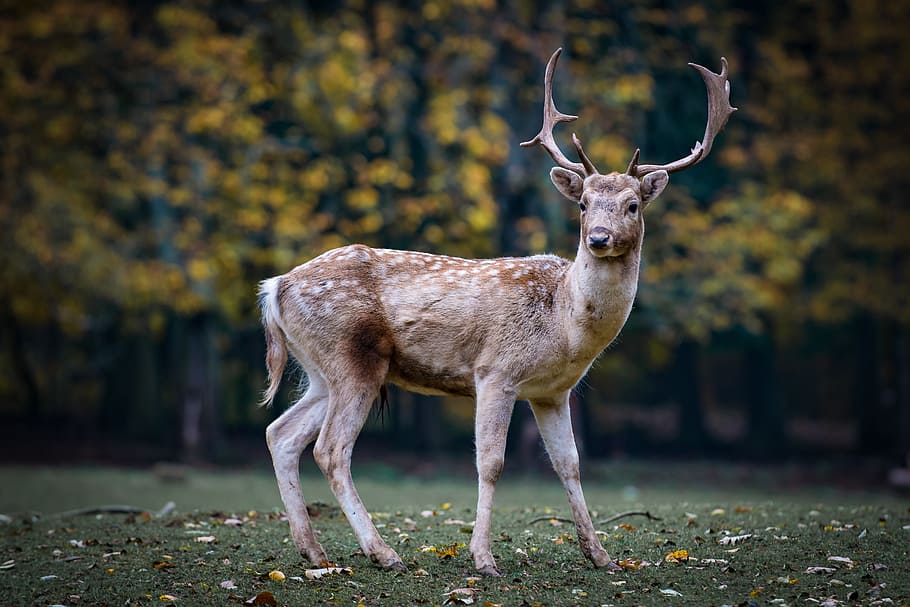 1920x1080px | free download | HD wallpaper: brown deer, nature, roe