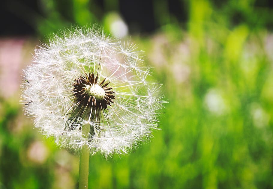 dandelion, summer, nature, plant, seeds, flower, flowering plant HD wallpaper