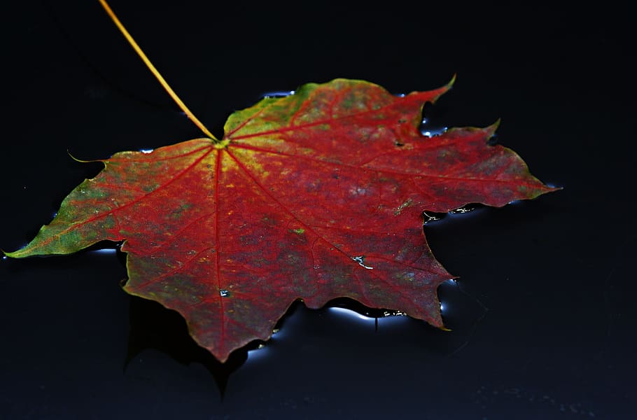 Autumn Leaf, Colorful, Rain, Water, fall leaves, nature, fall foliage HD wallpaper