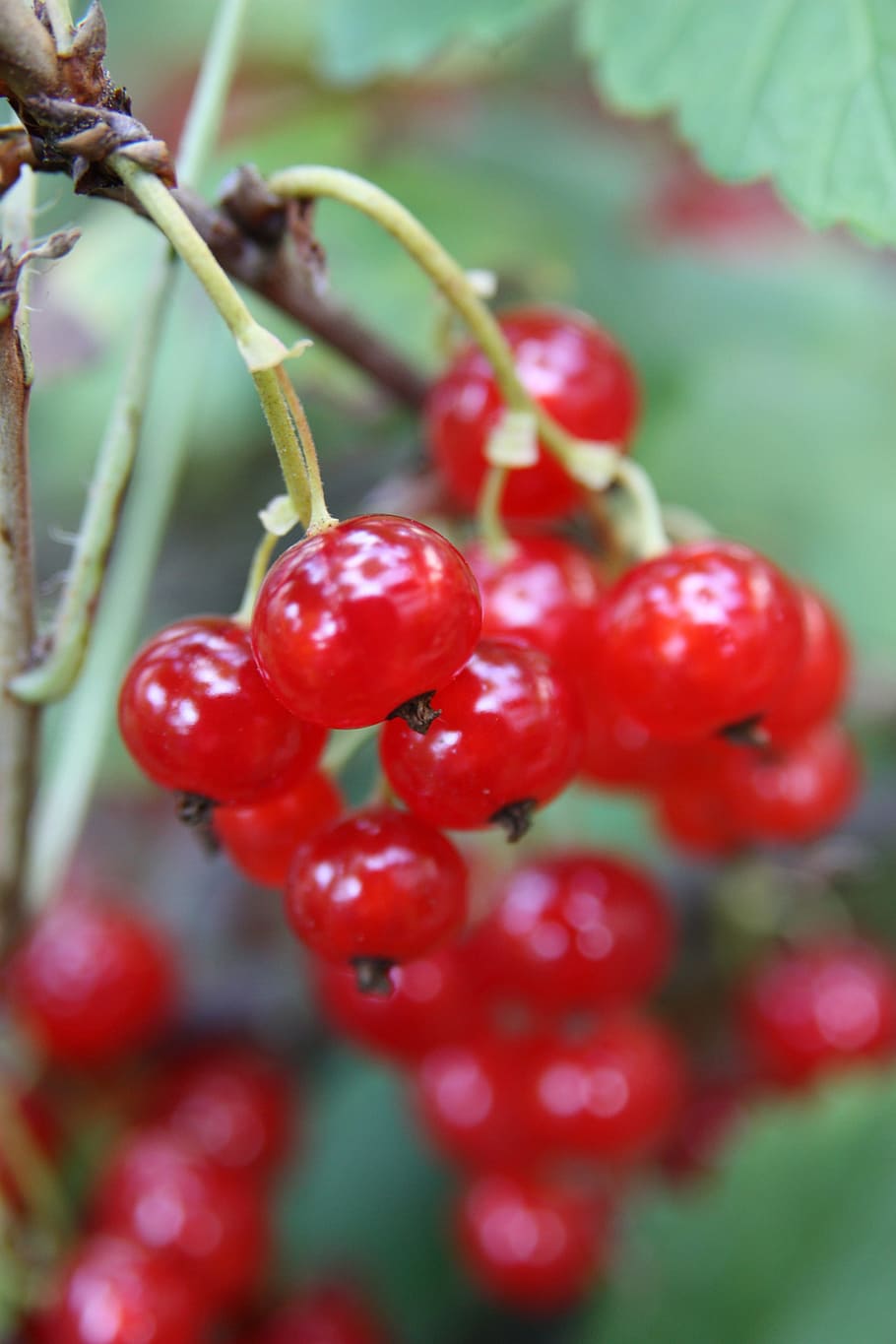 Red Currant, Garden, Fruit, berries, fruits, food and drink HD wallpaper