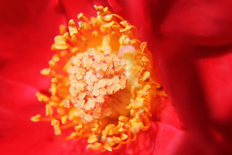 yellow flower filamen, macro, rose, close-up, floral, plant HD wallpaper